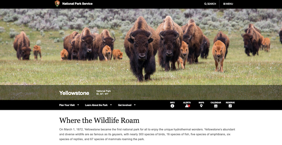 Yellowstone National Park's website just might be the very best in the National Park System.