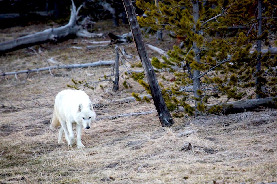 This white wolf was shot inside Yellowstone National Park, but other wolves are being shot as soon as they leave the park/NPS file photo, Neal Herbert