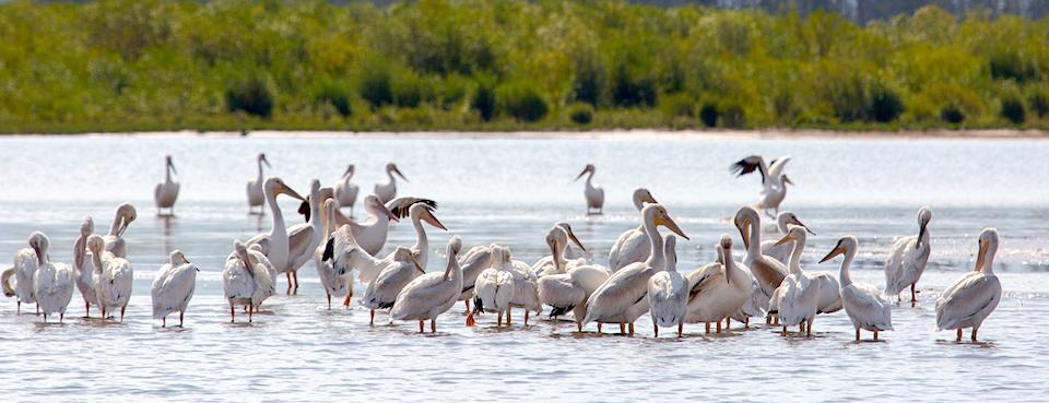 White pelicans in Southeast Arm of Yellowstone Lake, Yellowstone National Park/NPS, Neal Herbert