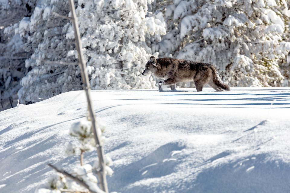Yellowstone's wolf recovery program has brought stability to the park's ecosystem/NPS, Jacob W. Frank