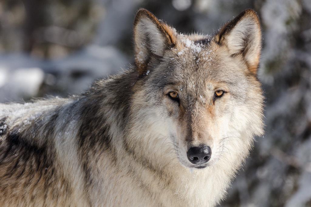 Judge orders TRO to reduce wolf hunt in Montana/NPS file