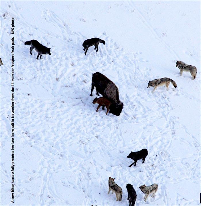Wolves surrounding bison in Yellowstone/NPS