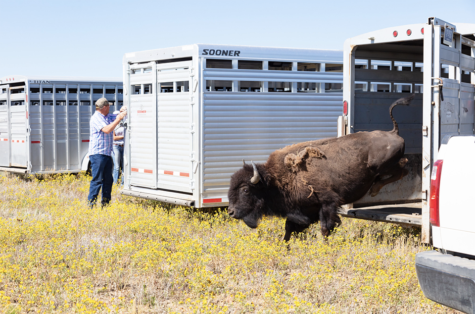 First Yellowstone bison out of the trailer at Ft. Peck Indian Reservation. NPS/Jacob W. Frank