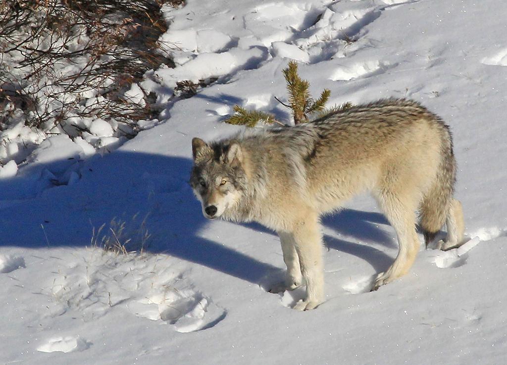 Yellowstone Delta Pack wolf, Yellowstone National Park / Dan Stahler Yellowstone Delta Pack wolf, Yellowstone National Park / Dan Stahler