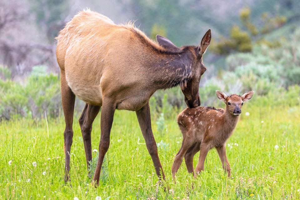 yellowstone, national park, elk, calf