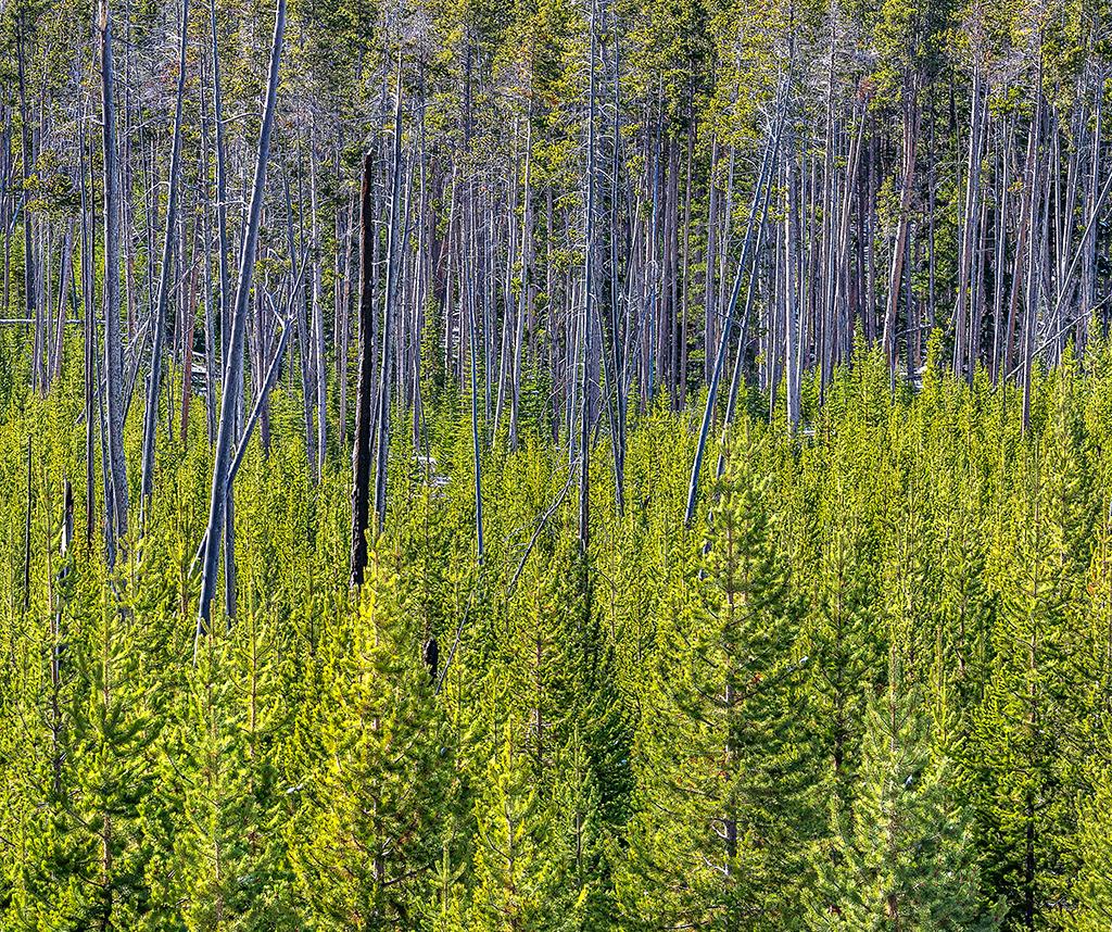 A forest abstract, Yellowstone National Park / Rebecca Latson