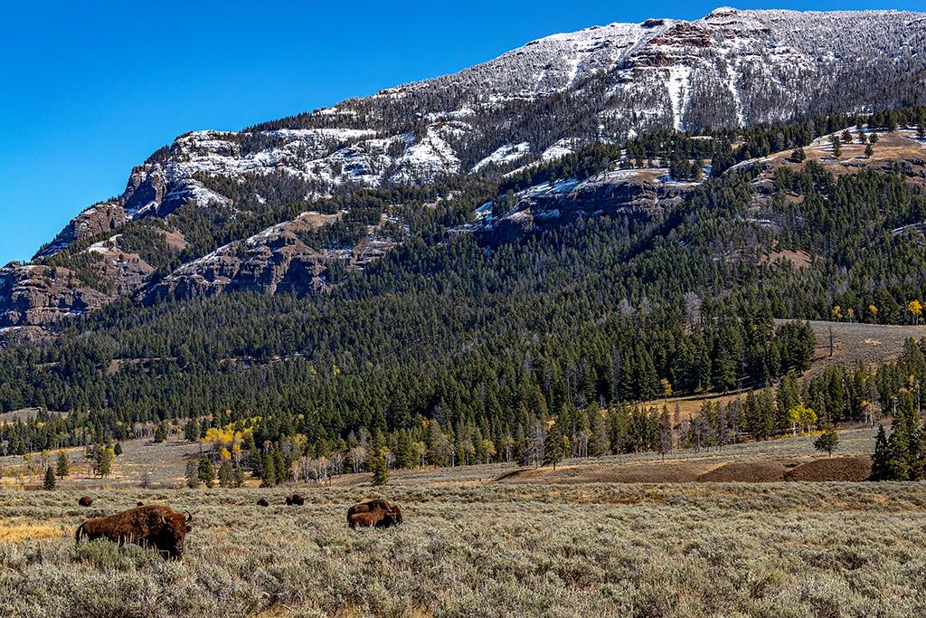 Bison roaming the Lamar Valley, Yellowstone National Park / Rebecca Latson
