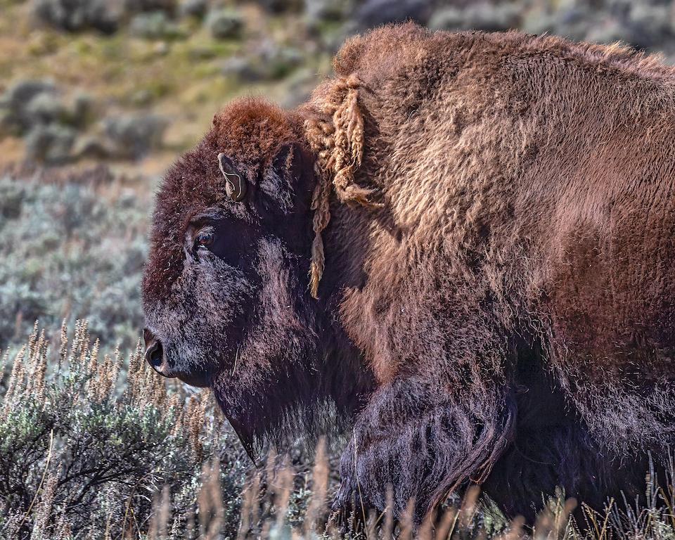 A woman escaped serious injury Wednesday when she was knocked to the ground by a bison in Yellowstone National Park/Rebecca Latson file