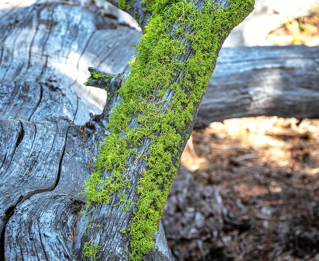 Moss on a log, Yellowstone National Park / Rebecca Latson