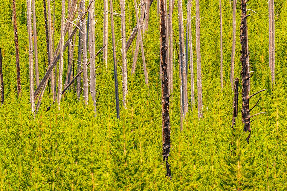 An abstract of trees, Yellowstone National Park / Rebecca Latson