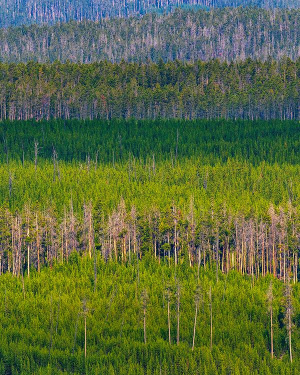 Layers of scenery, Yellowstone National Park / Rebecca Latson