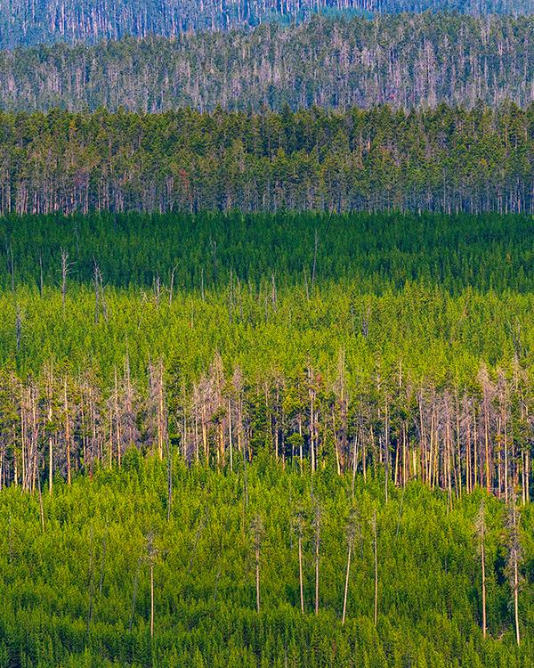 Layers of scenery, Yellowstone National Park / Rebecca Latson