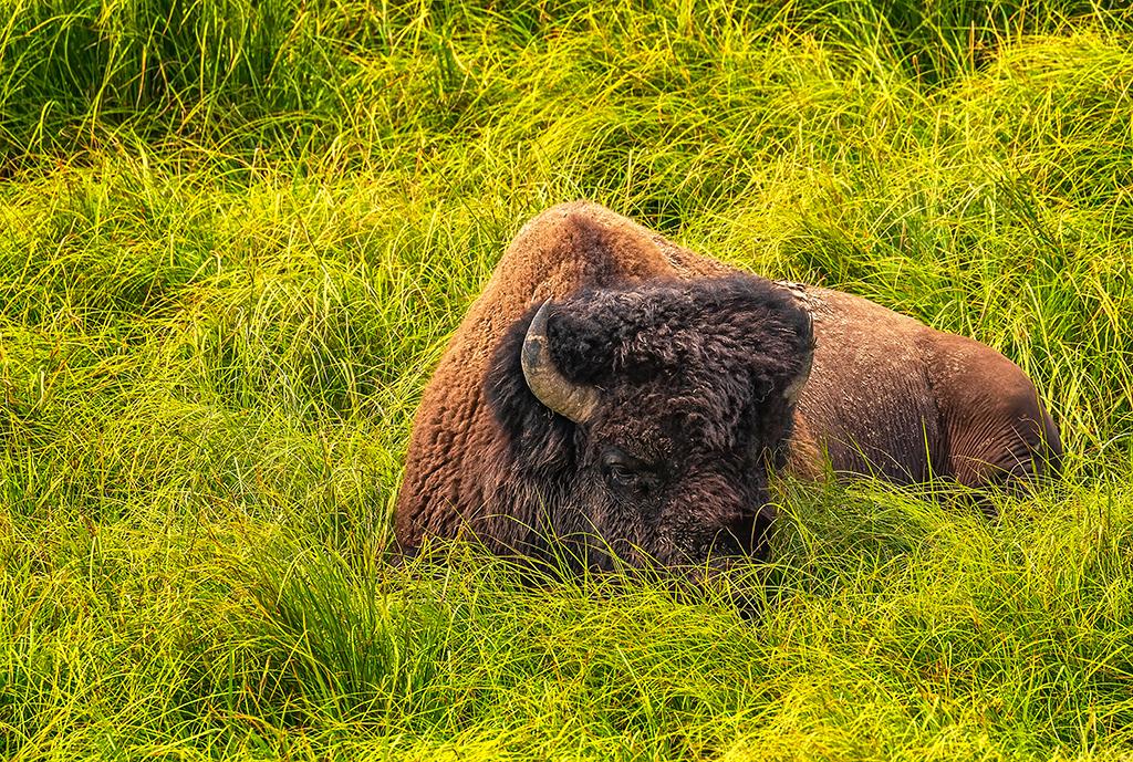 One eye open on the competition, Yellowstone National Park / Rebecca Latson