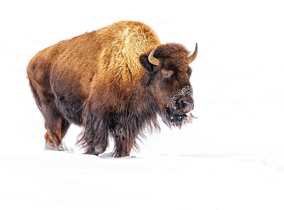 Bison in the snow, Yellowstone National Park / Rebecca Latson