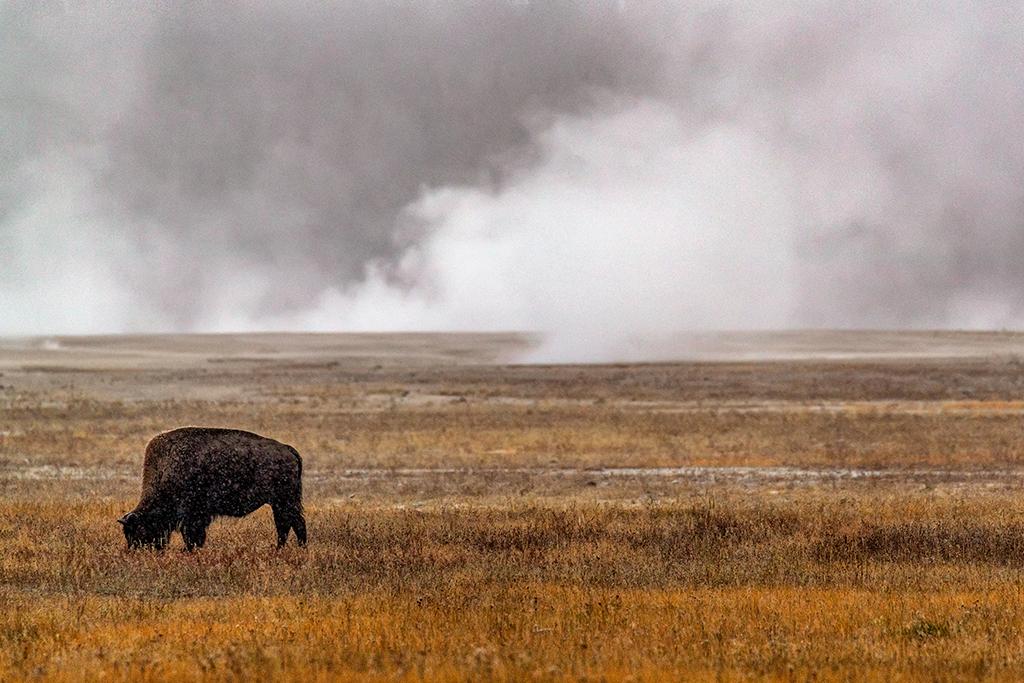 Grazing in an autumn snowstorm, Yellowstone National Park / Rebecca Latson