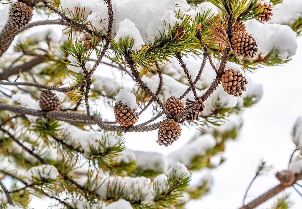 Snow cones, Yellowstone National Park / Rebecca Latson
