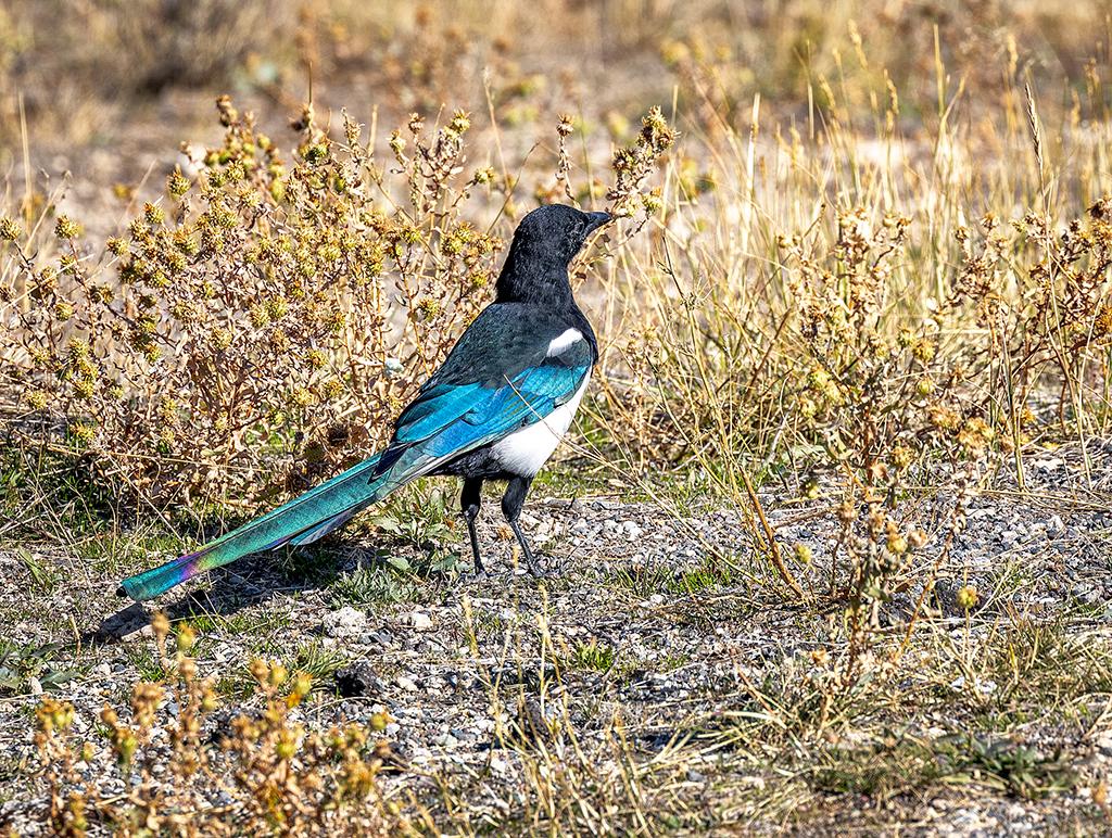 A black-billed magpie, Yellowstone National Park / Rebecca Latson