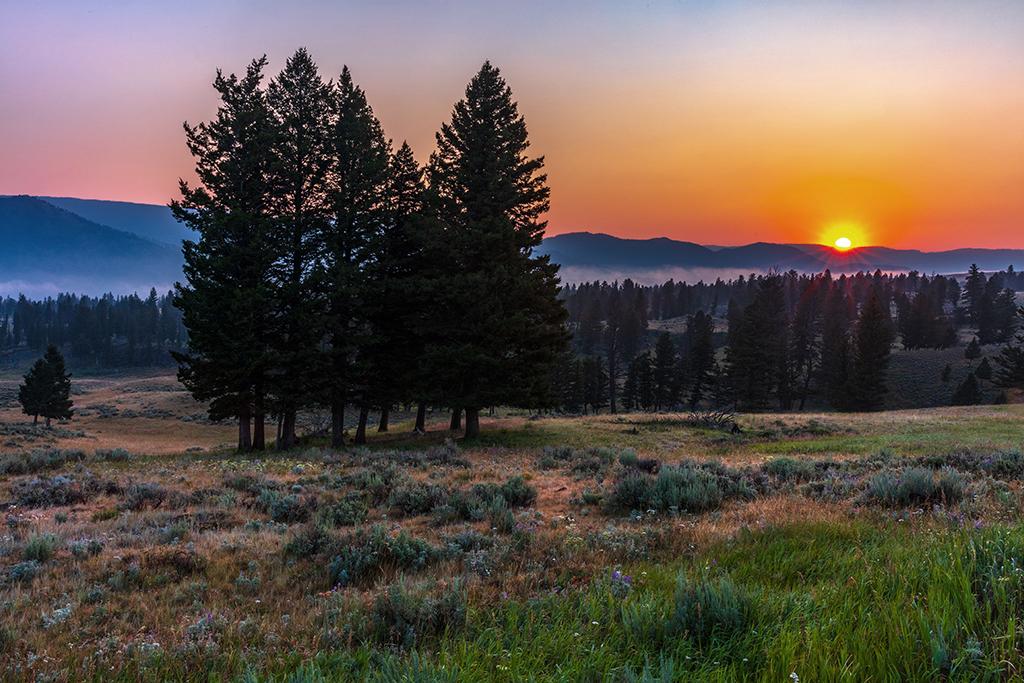Catching the sunrise, Yellowstone National Park / Rebecca Latson