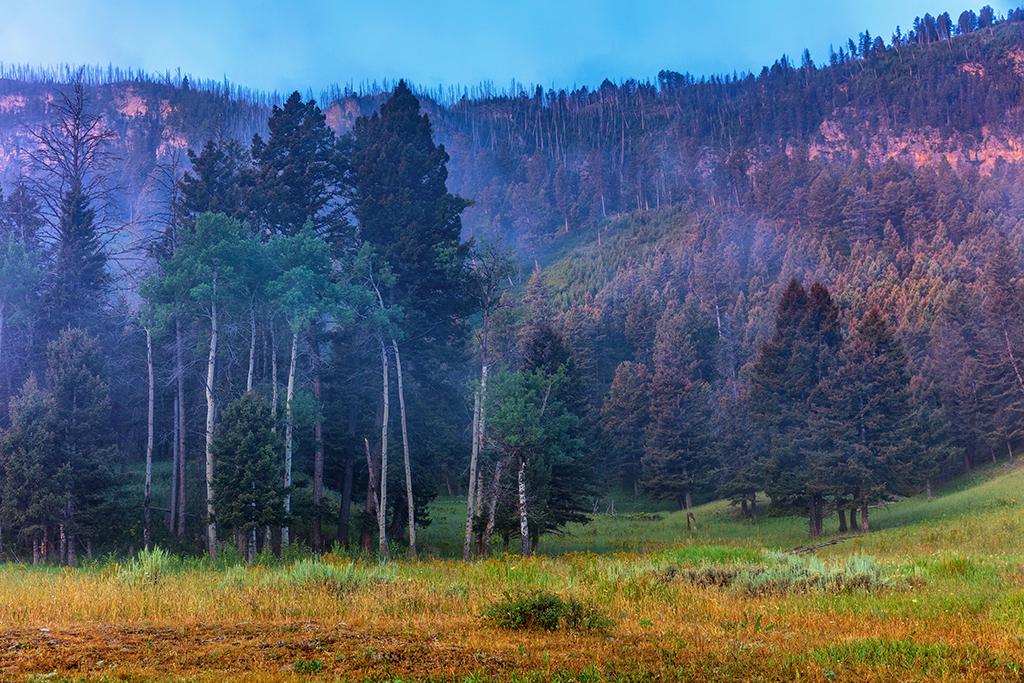 Ephemeral mist on the landscape, Yellowstone National Park / Rebecca Latson