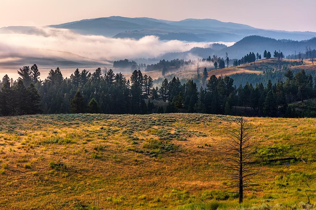 Early morning scenery, Yellowstone National Park / Rebecca Latson