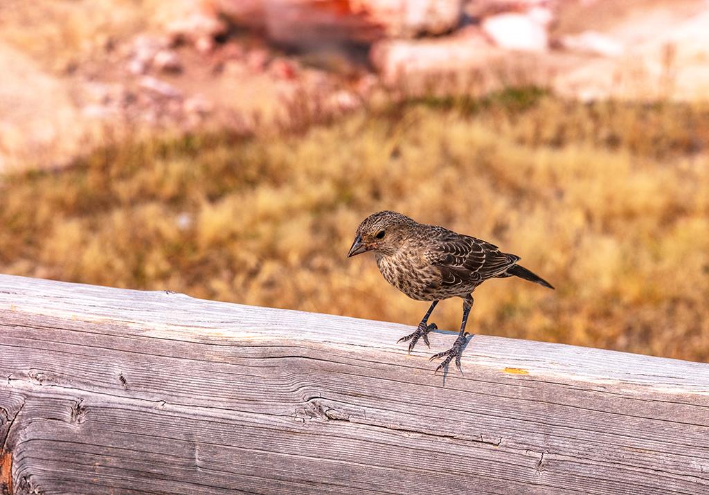 Little birdy, Yellowstone National Park / Rebecca Latson