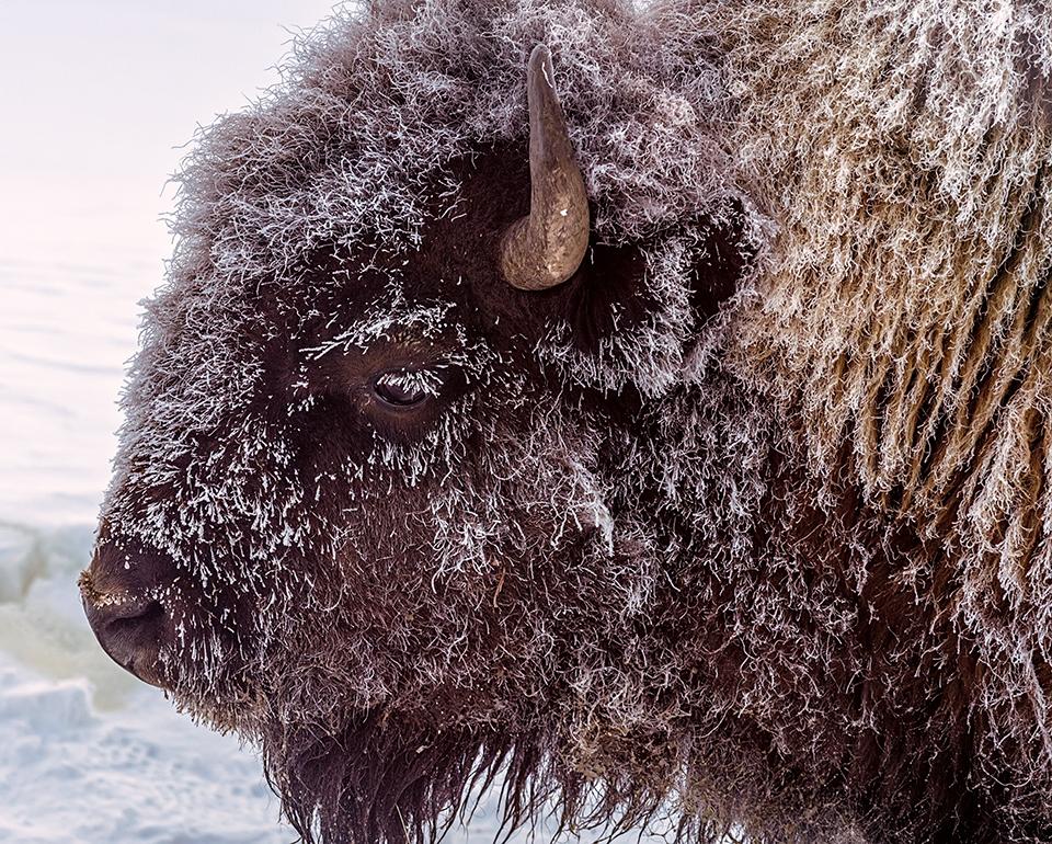 Frosty faced bison, Yellowstone National Park / Rebecca Latson