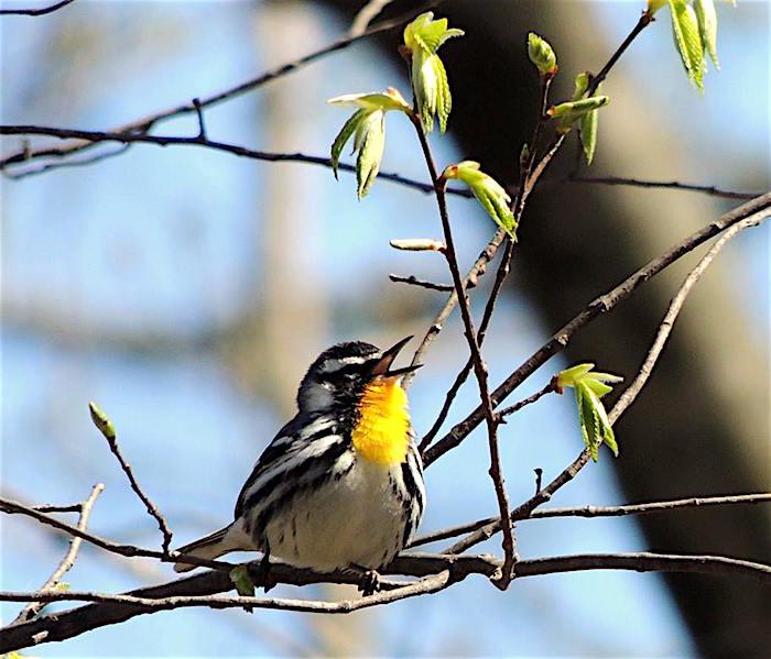 Yellow-throated warbler/Kirby Adams