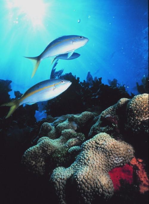 Marine reserves have been found to enable fish populations, such as those of Yellowtail snapper, to rebound/NOAA