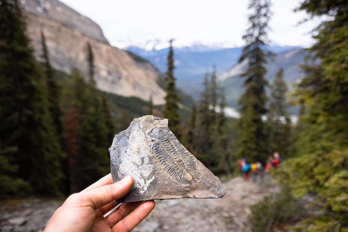 In Yoho National Park, the Burgess Shale fossils are perhaps the best-known early example of complex life on Earth.