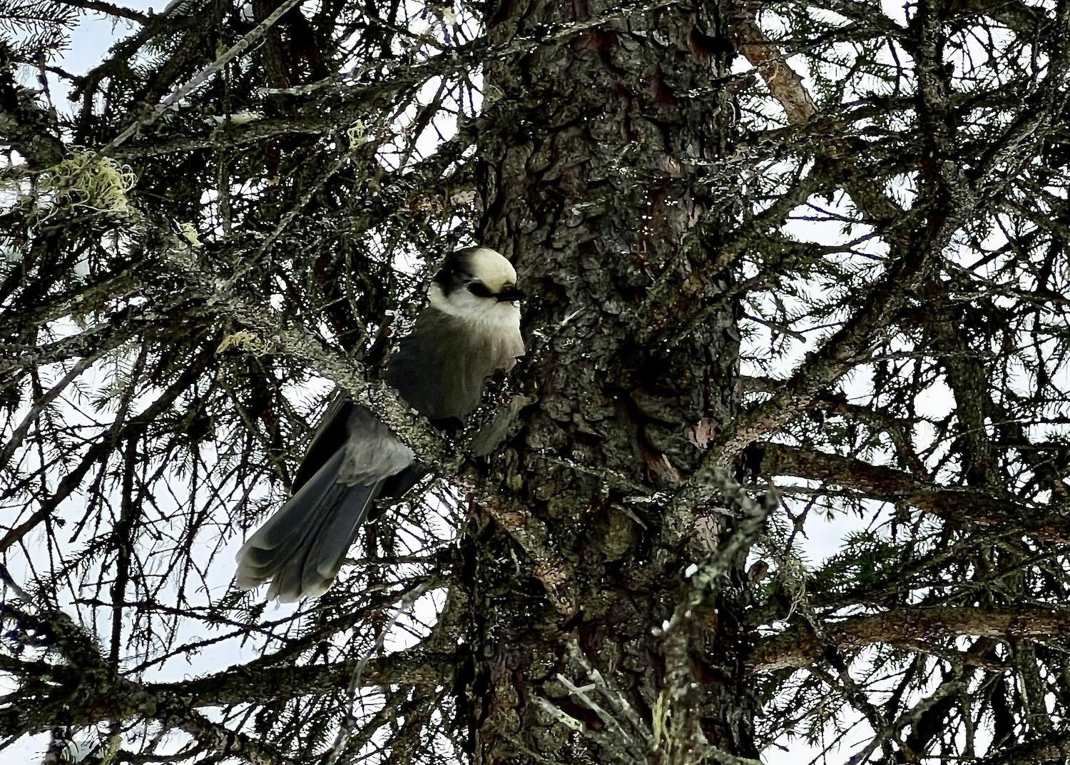 This Canada Jay was spotted on the trail around Emerald Lake in Yoho National Park.