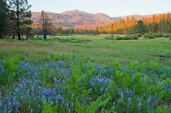 Ackerson Meadow