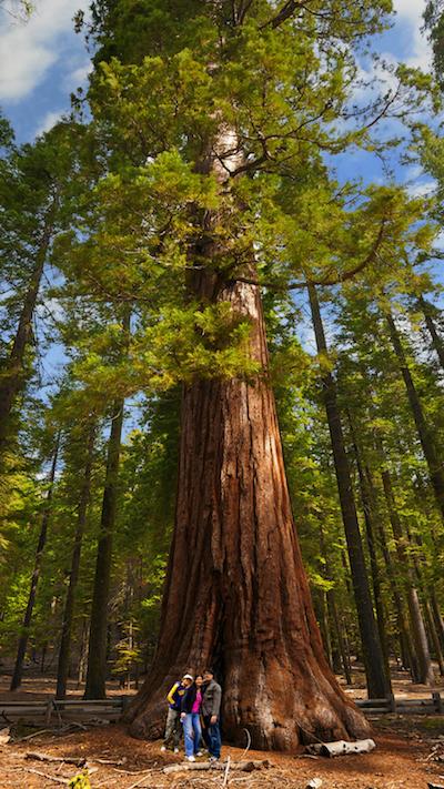 Sequoia trees in Yosemite National Park/Yosemite's Scenic Wonders