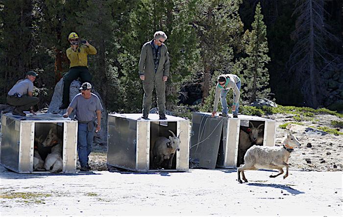 Sierra Nevada bighorn sheep being released in Yosemite National Park/NPS