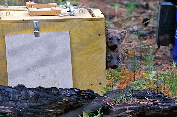Fisher kits being released in Yosemite National Park Fisher kits being released in Yosemite National Park
