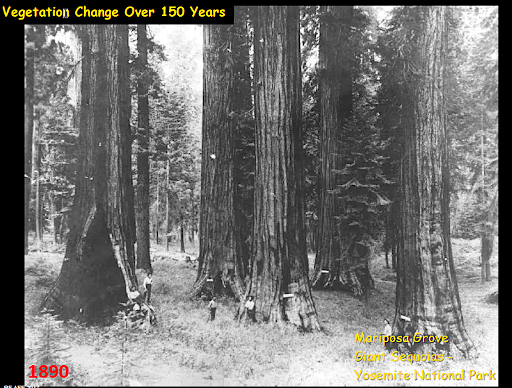 2 Mariposa Grove, Yosemite National Park 1890. Note the wide spacing of Sequoias, the absence of other conifers, and how a person could easily ride a horse or walk through this grove, as remarked on by many early explorers.