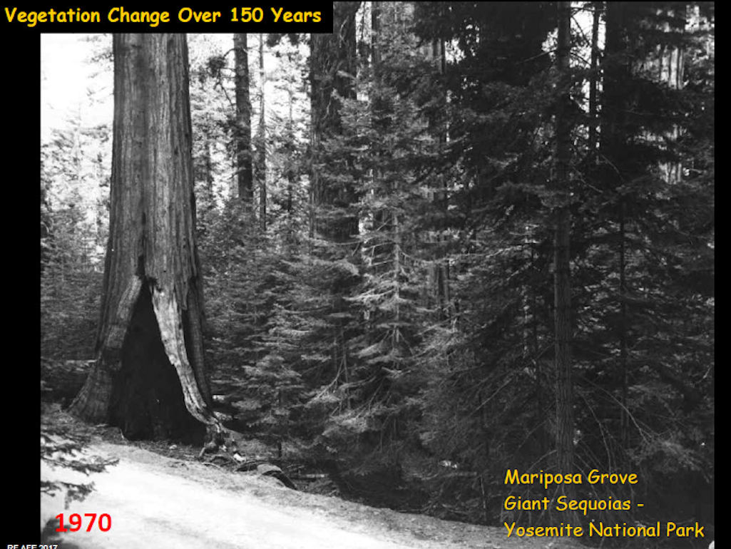 Mariposa Grove, Yosemite National Park, exact same scene as Figure 1, 1970. In 80 years without fire, the rise of dense conifers is significant. It’s now difficult or impossible to easily walk or ride a horse through this thicket.