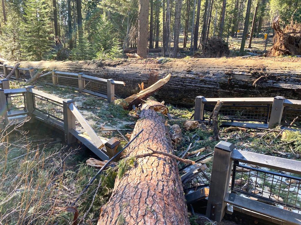 A boardwalk in the Mariposa Grove was damaged by a fallen ponderosa pine during the Mono wind event on January 19, 2021.
