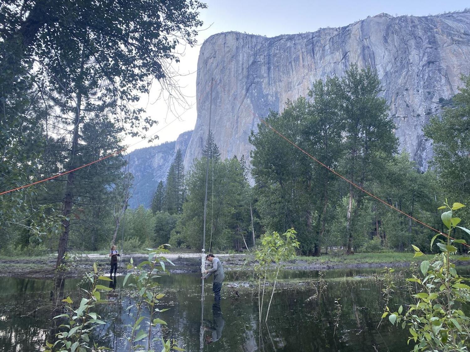 Biologists set up a triple-high mist net to capture bats with El Capitan, one of Yosemite's most iconic rock formations, in the background, as part of a study to track bats in Yosemite.