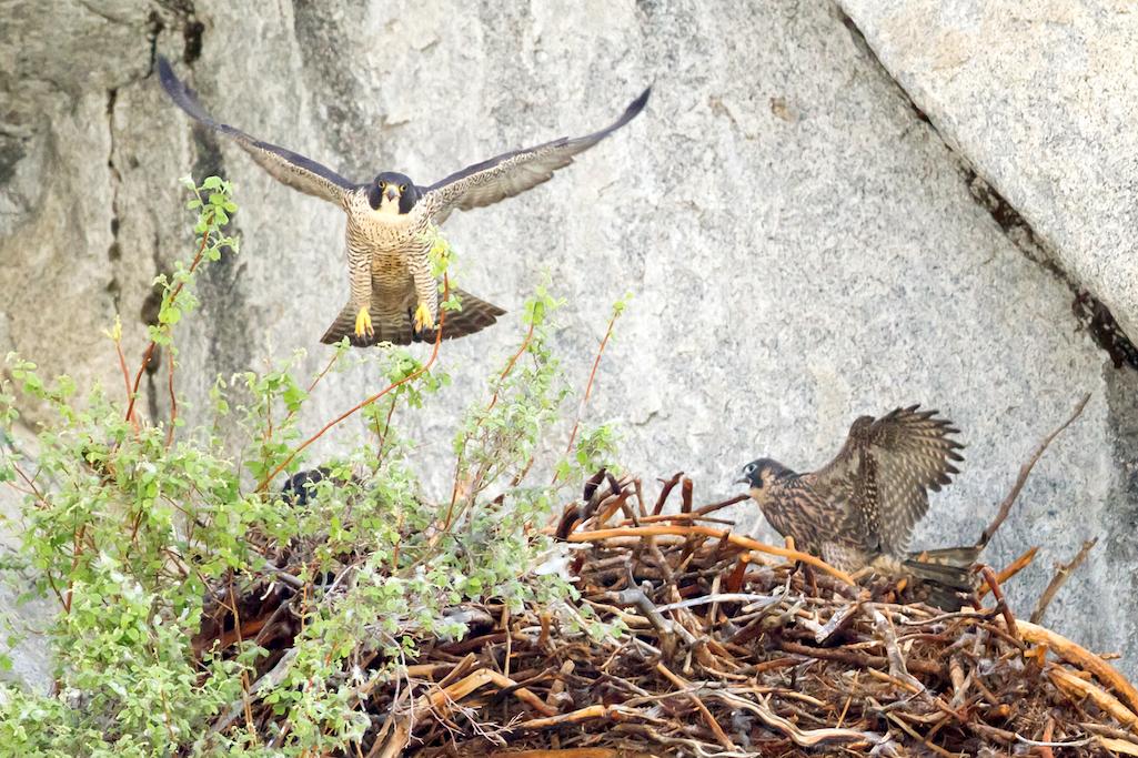 A Yosemite Conservancy grant allows for continued monitoring of peregrine falcon nests, and implements targeted climbing-route closures to protect young falcons in collaboration with the climbing community. Credit: Peggy Sells