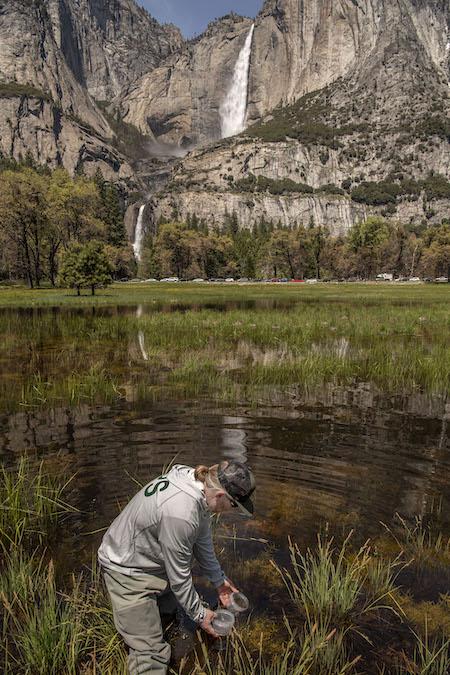  Yosemite National Park Aquatic Ecologist Rob Grasso releases a Red-Legged Frog in water in Cooks Meadow in Yosemite Valley. Yosemite Falls is seen flowing in the background.