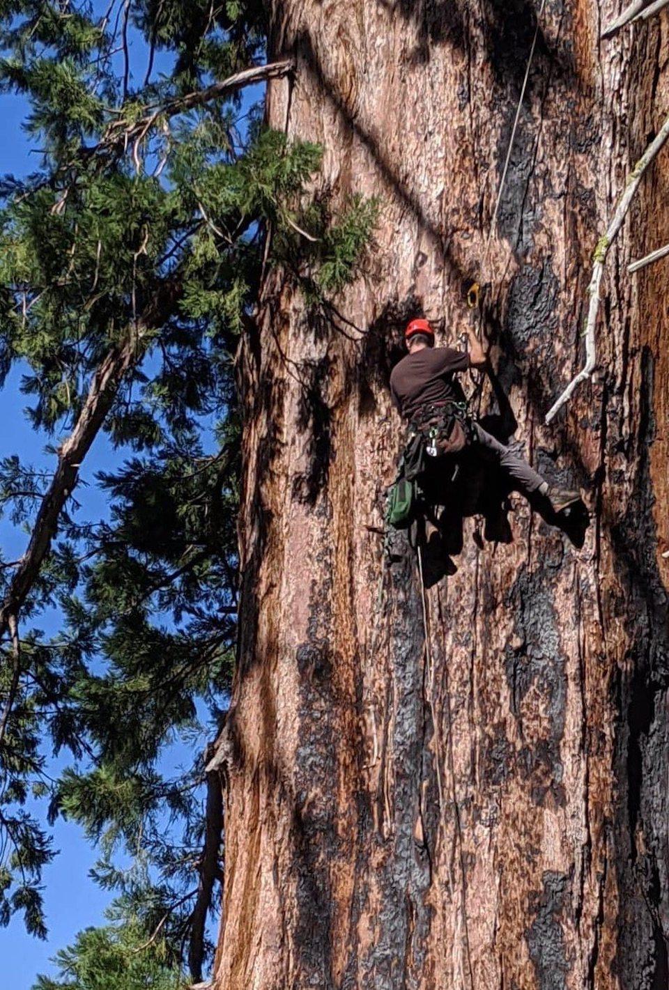 Scientists are trying to find the cause of sequoia deaths in Kings Canyon, Sequoia, and Yosemite national parks/NPS