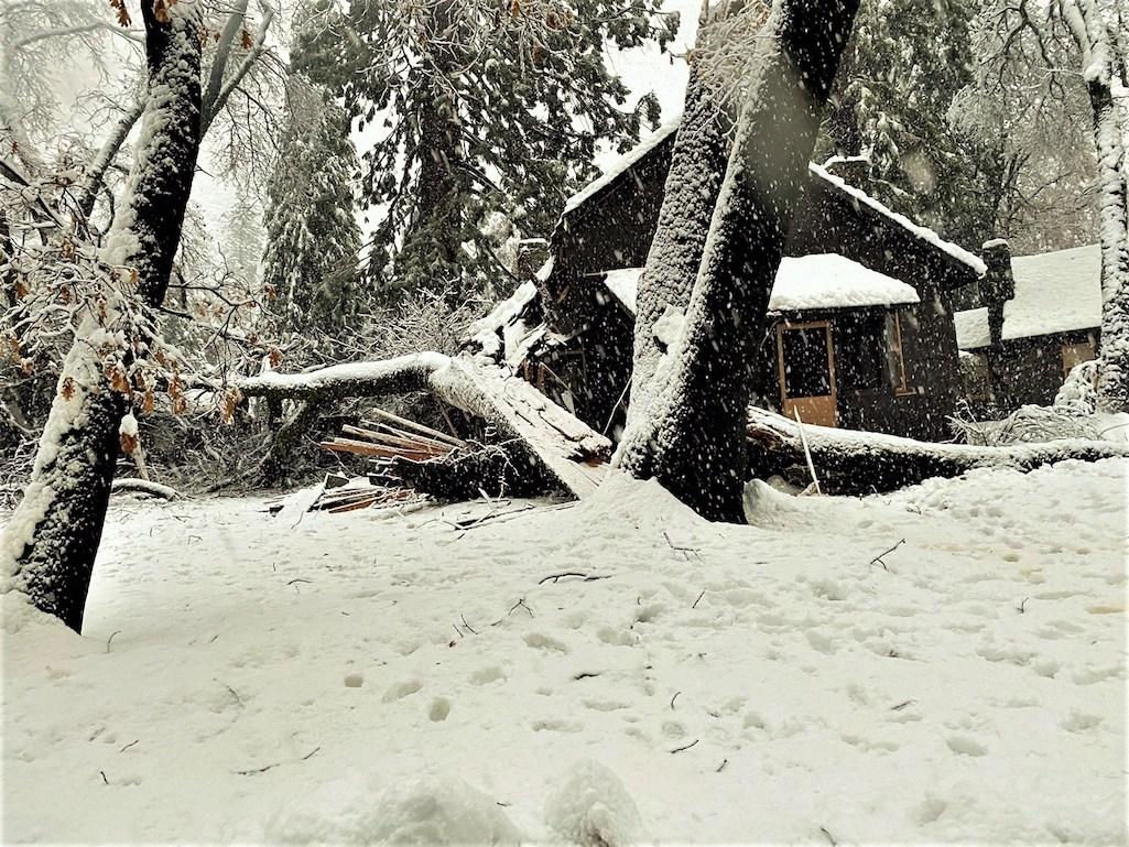 More than 18 inches of snow downed trees and did damage on the Yosemite Valley/NPS