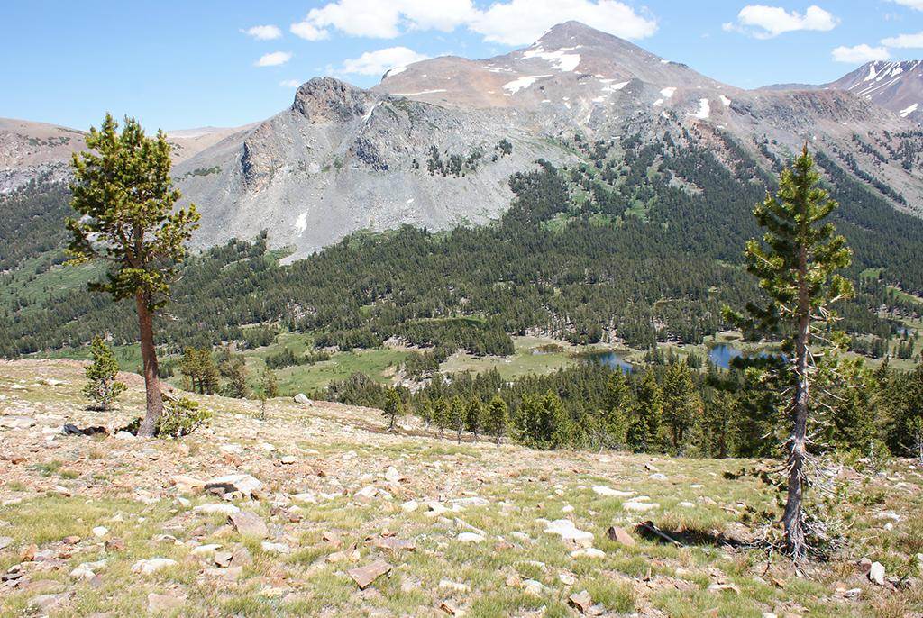 Overlooking Dana Meadows, Yosemite National Park / Everett Carrico