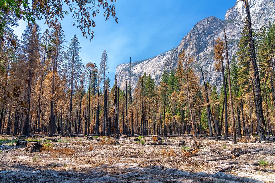 The remains of a managed burn at the Sentinel Beach Picnic Area, Yosemite National Park / Rebecca Latson