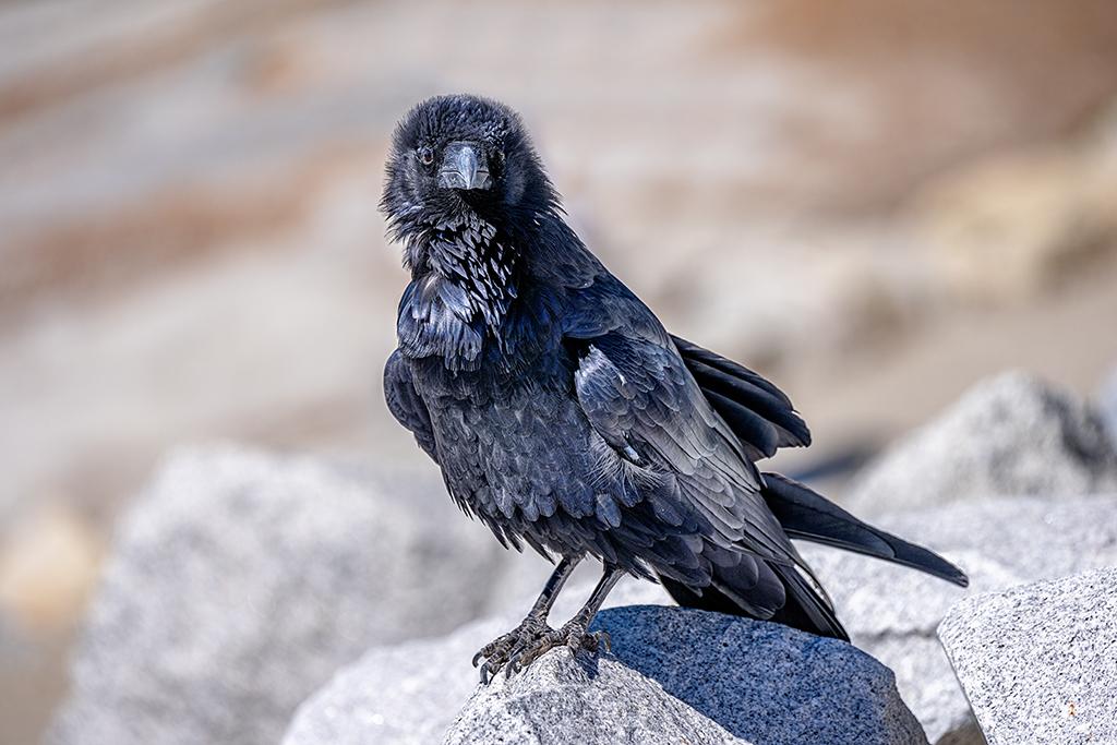 Quote the raven spotted at Olmsted Point "Nevermore," Yosemite National Park / Rebecca Latson Quote the raven spotted at Olmsted Point "Nevermore," Yosemite National Park / Rebecca Latson