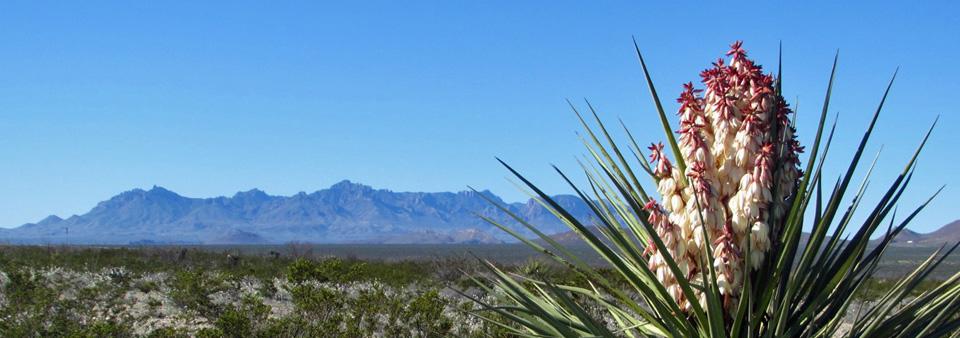In 2019, Big Bend saw a record 466,000 visitors. February through April is the busiest time of year in Big Bend and park visitors should be prepared for full campgrounds and lodging/NPS