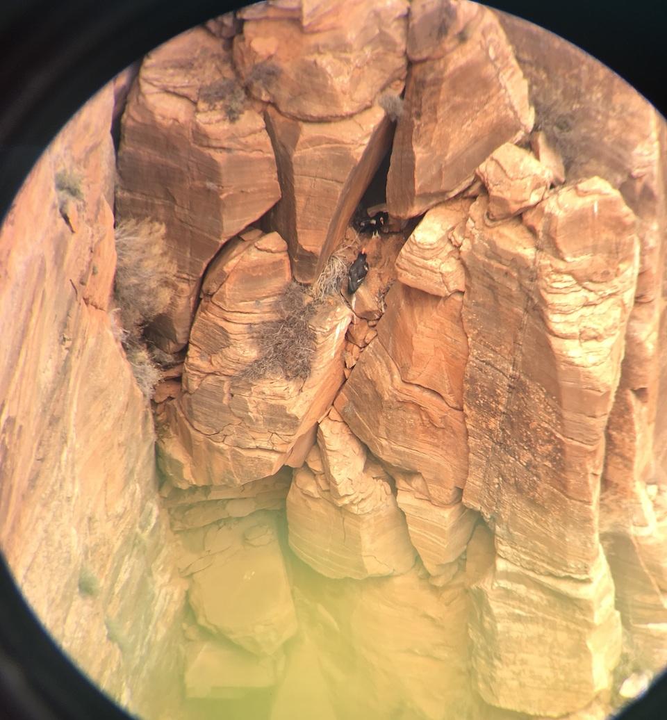 Zion biologists spotted the condor nest in a cave near Angels Landing in Zion Canyon/NPS