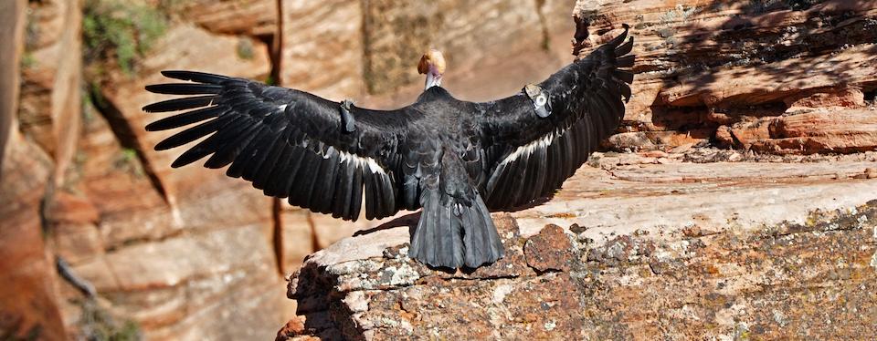 Condor 409 recently became a mother again when her chick hatched in Zion National Park/NPS