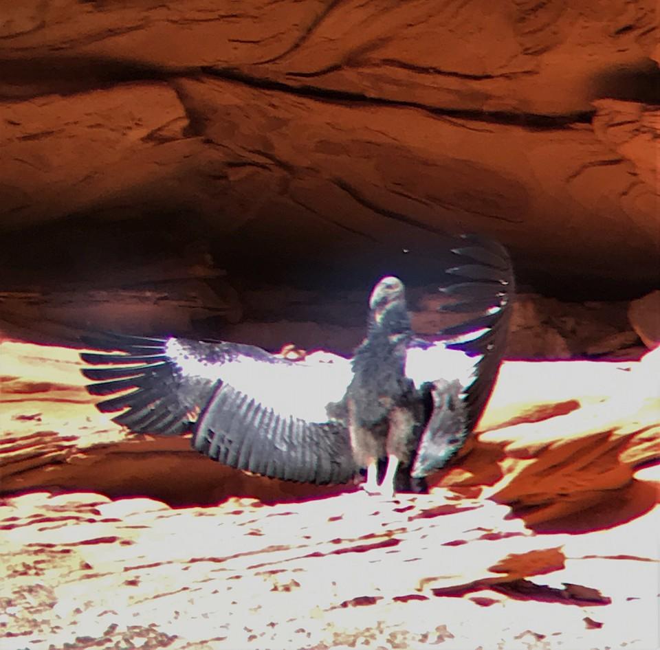 Condor chick #1000 has tested its wings with a short flight from its nest cave at Zion National Park/NPS