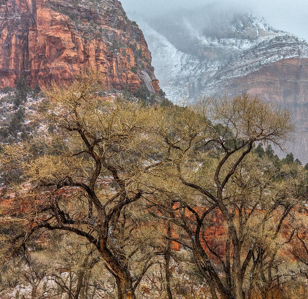 Leafless trees and winter weather, Zion National Park / Rebecca Latson